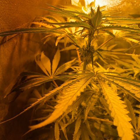 Critical Daddy Purple #2 growlog timeline photo