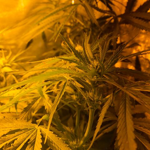 Critical Daddy Purple #2 growlog timeline photo