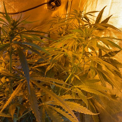 Critical Daddy Purple #2 growlog timeline photo