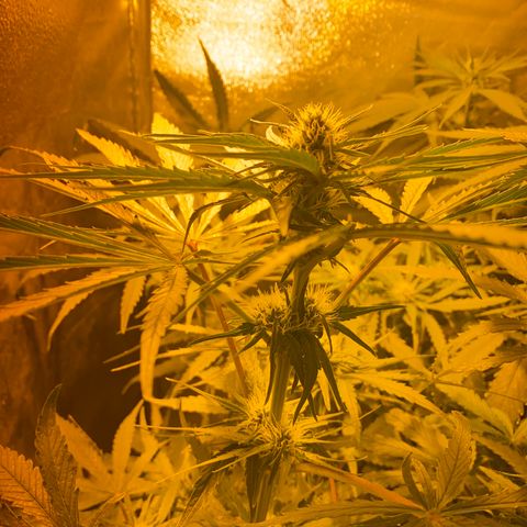 Critical Daddy Purple #2 growlog timeline photo