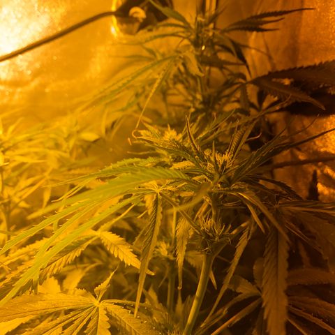 Critical Daddy Purple #2 growlog timeline photo