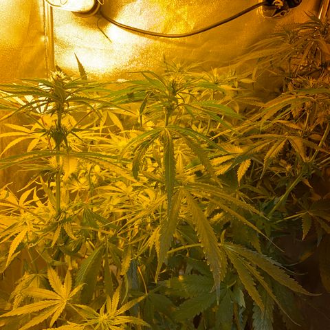 Critical Daddy Purple #2 growlog timeline photo