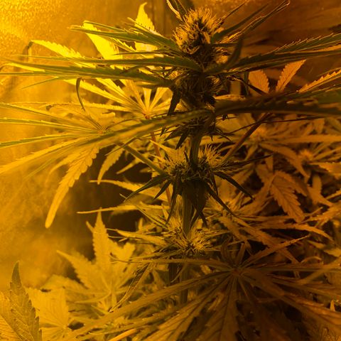Critical Daddy Purple #2 growlog timeline photo