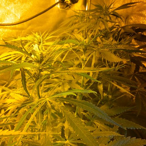 Critical Daddy Purple #2 growlog timeline photo