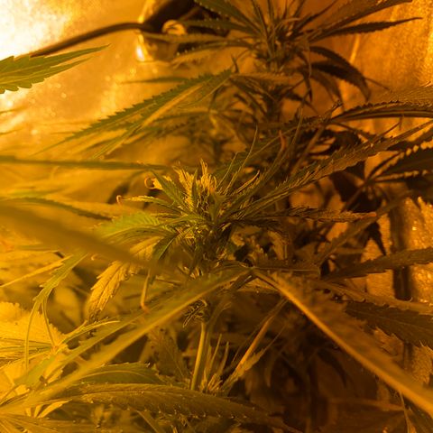 Critical Daddy Purple #2 growlog timeline photo