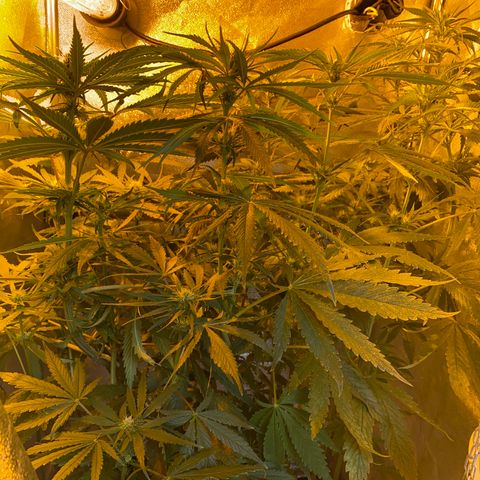 Critical Daddy Purple #2 growlog timeline photo
