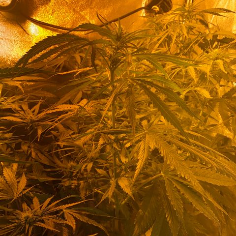 Critical Daddy Purple #2 growlog timeline photo