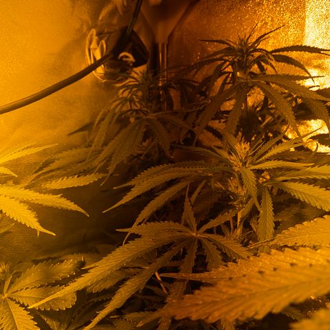 Critical Daddy Purple #2 growlog timeline photo