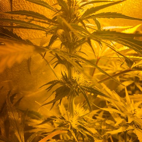 Critical Daddy Purple #2 growlog timeline photo