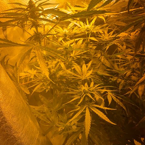 Critical Daddy Purple #2 growlog timeline photo