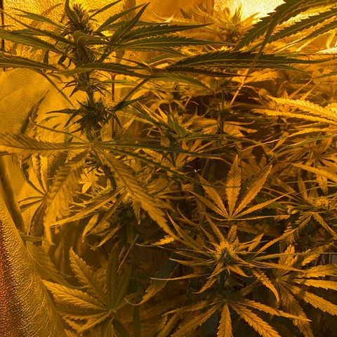 Critical Daddy Purple #2 growlog timeline photo