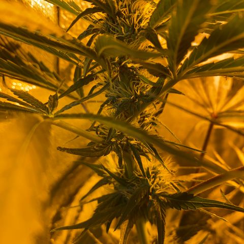 Critical Daddy Purple #2 growlog timeline photo
