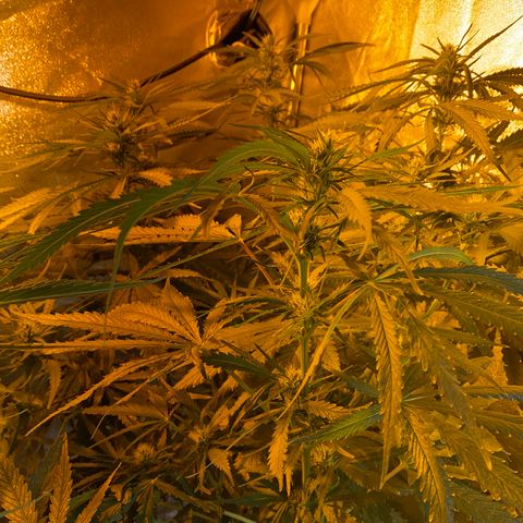 Critical Daddy Purple #2 growlog timeline photo