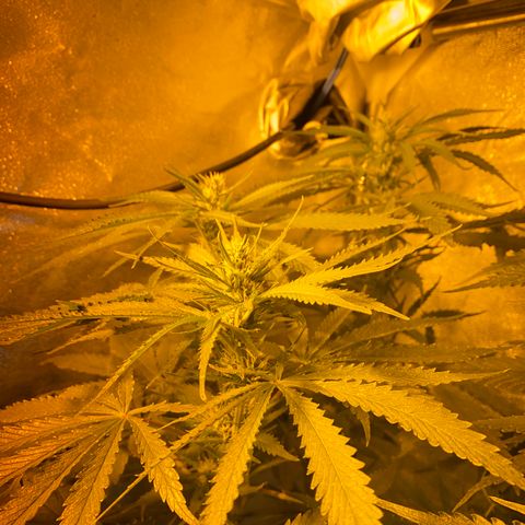 Critical Daddy Purple #2 growlog timeline photo
