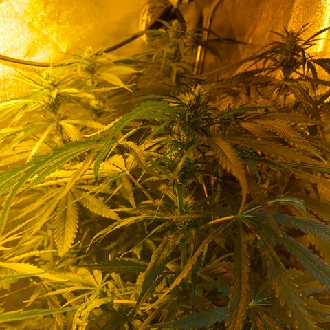 Critical Daddy Purple #2 growlog timeline photo