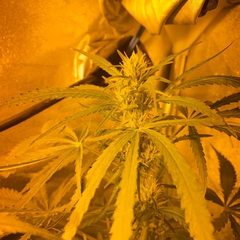 Critical Daddy Purple #2 growlog timeline photo