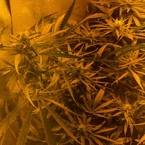 Critical Daddy Purple #1 growlog timeline photo