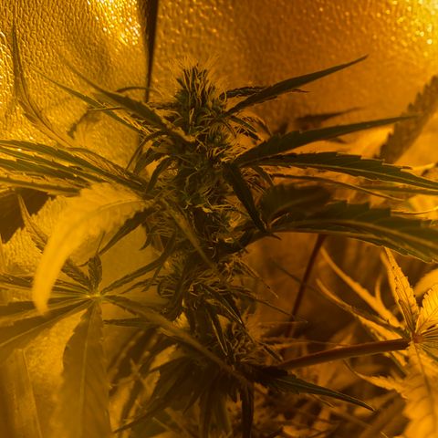 Critical Daddy Purple #1 growlog timeline photo