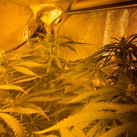 Critical Daddy Purple #2 growlog timeline photo