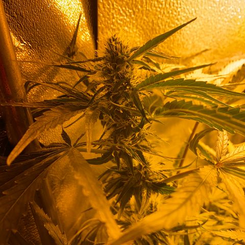 Critical Daddy Purple #2 growlog timeline photo