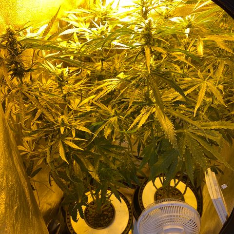 Critical Daddy Purple #2 growlog timeline photo