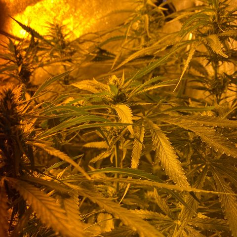 Critical Daddy Purple #2 growlog timeline photo