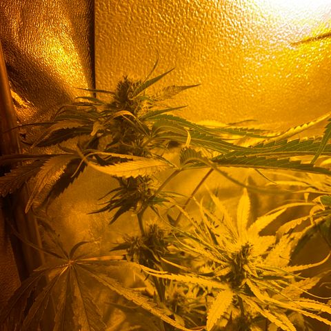 Critical Daddy Purple #2 growlog timeline photo