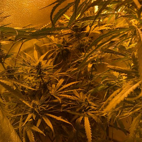 Critical Daddy Purple #2 growlog timeline photo