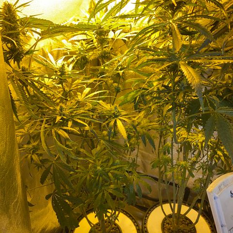 Critical Daddy Purple #2 growlog timeline photo
