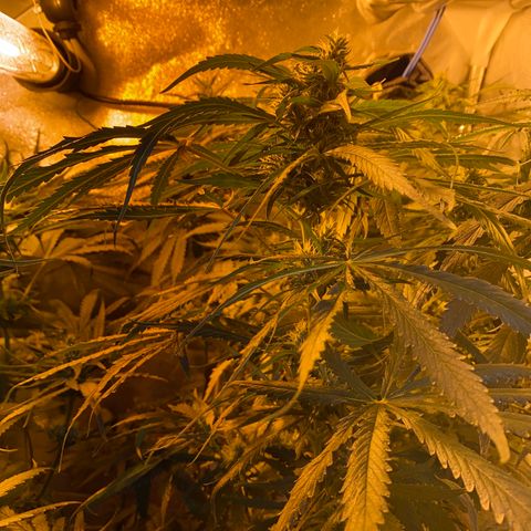 Critical Daddy Purple #2 growlog timeline photo