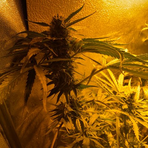 Critical Daddy Purple #2 growlog timeline photo