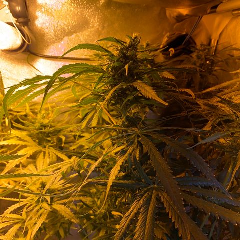 Critical Daddy Purple #2 growlog timeline photo