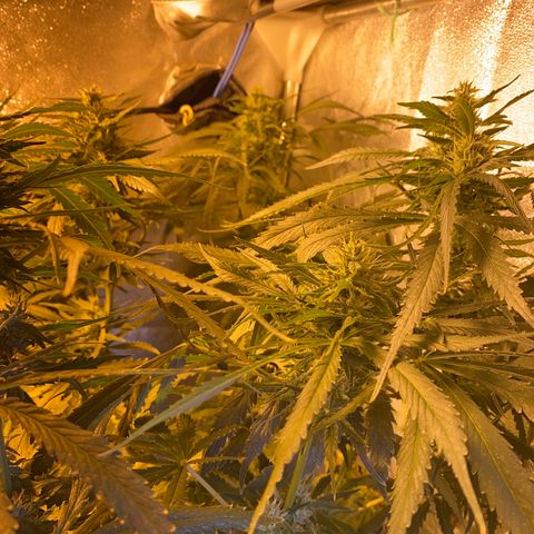 Critical Daddy Purple #2 growlog timeline photo
