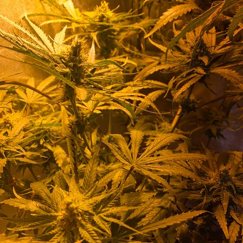 Critical Daddy Purple #2 growlog timeline photo