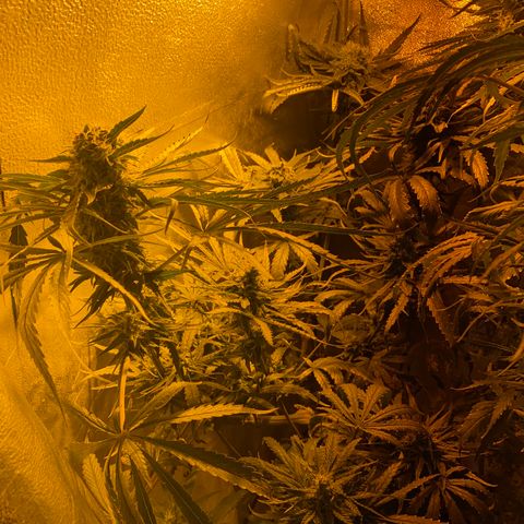 Critical Daddy Purple #2 growlog timeline photo