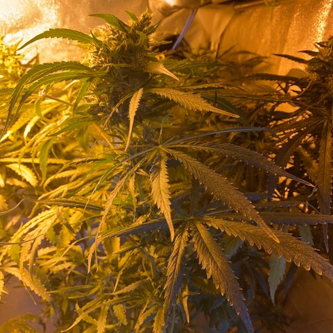 Critical Daddy Purple #2 growlog timeline photo