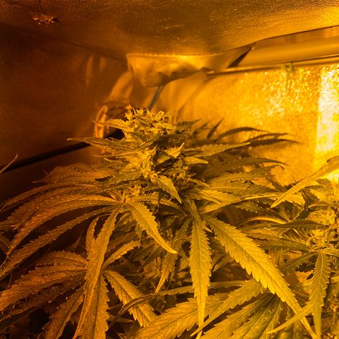 Critical Daddy Purple #2 growlog timeline photo