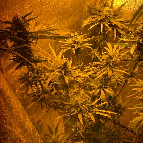 Critical Daddy Purple #2 growlog timeline photo
