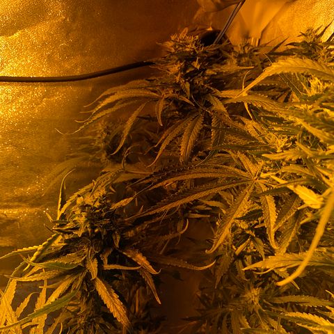 Critical Daddy Purple #2 growlog timeline photo