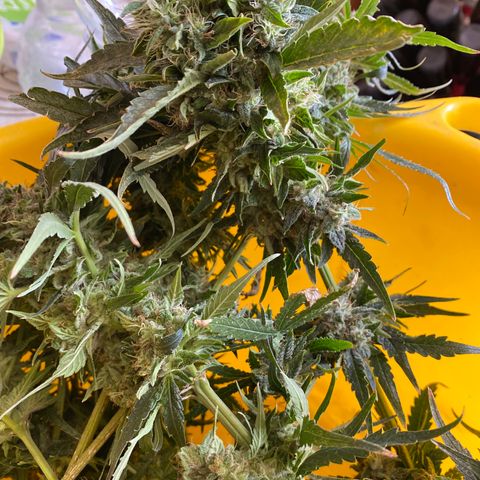 Critical Daddy Purple #1 growlog timeline photo