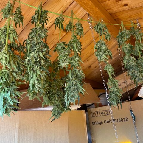 Critical Daddy Purple #1 growlog timeline photo