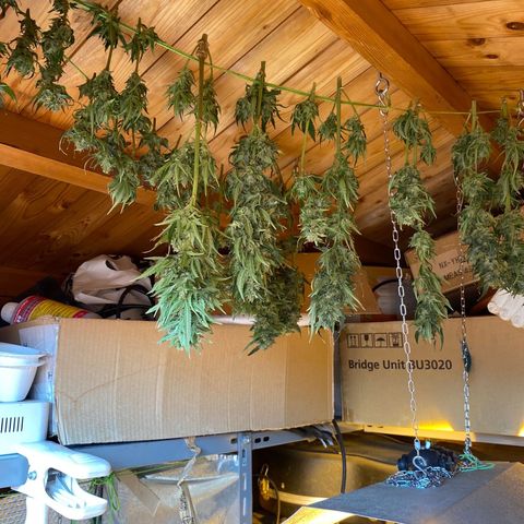 Critical Daddy Purple #2 growlog timeline photo