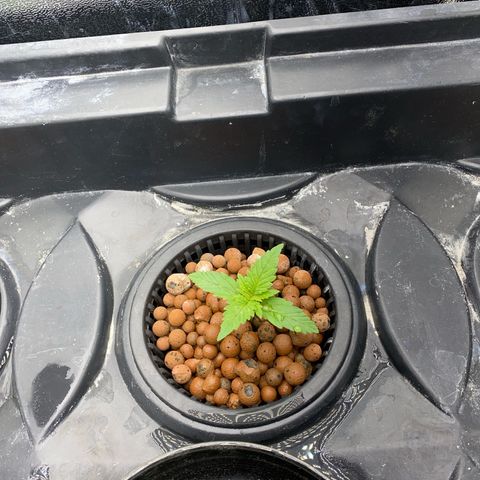 OG Kush x 5 growlog timeline photo