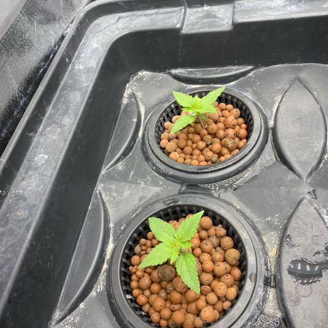 OG Kush x 5 growlog timeline photo