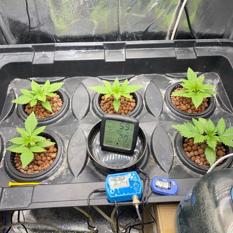 OG Kush x 5 growlog timeline photo