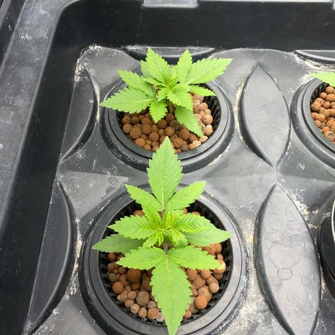 OG Kush x 5 growlog timeline photo