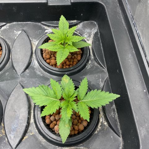 OG Kush x 5 growlog timeline photo