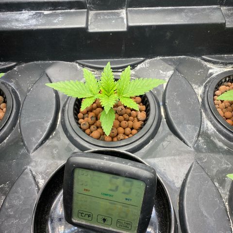 OG Kush x 5 growlog timeline photo