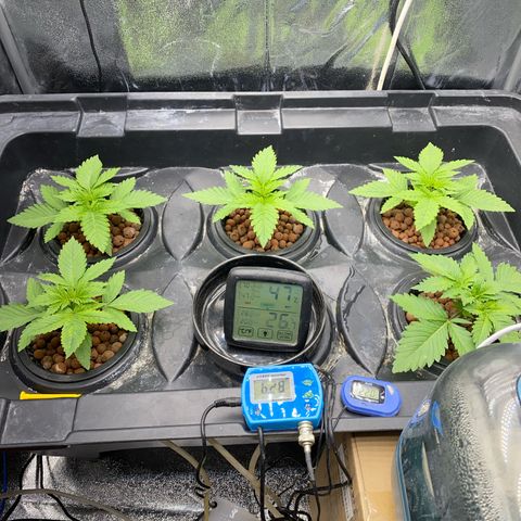OG Kush x 5 growlog timeline photo