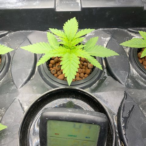OG Kush x 5 growlog timeline photo